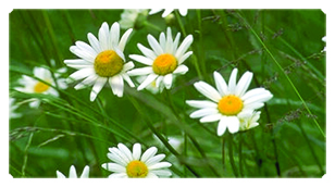 DSC700 021 Field of Daisies